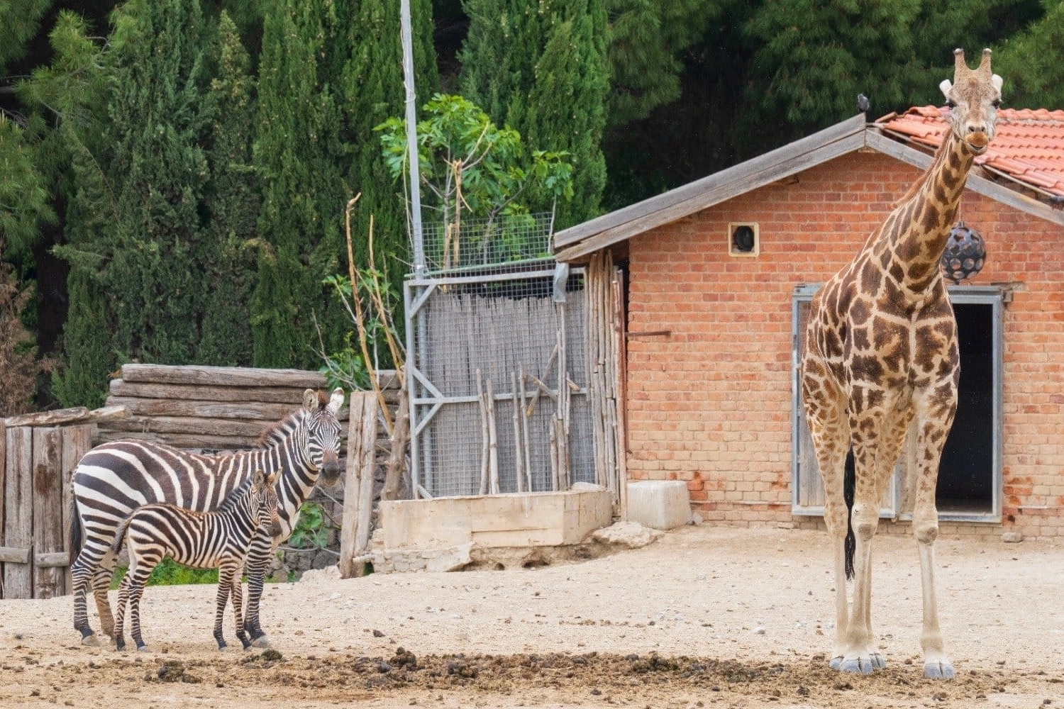 İzmir Doğal Yaşam Parkı'na 'kış' ayarı