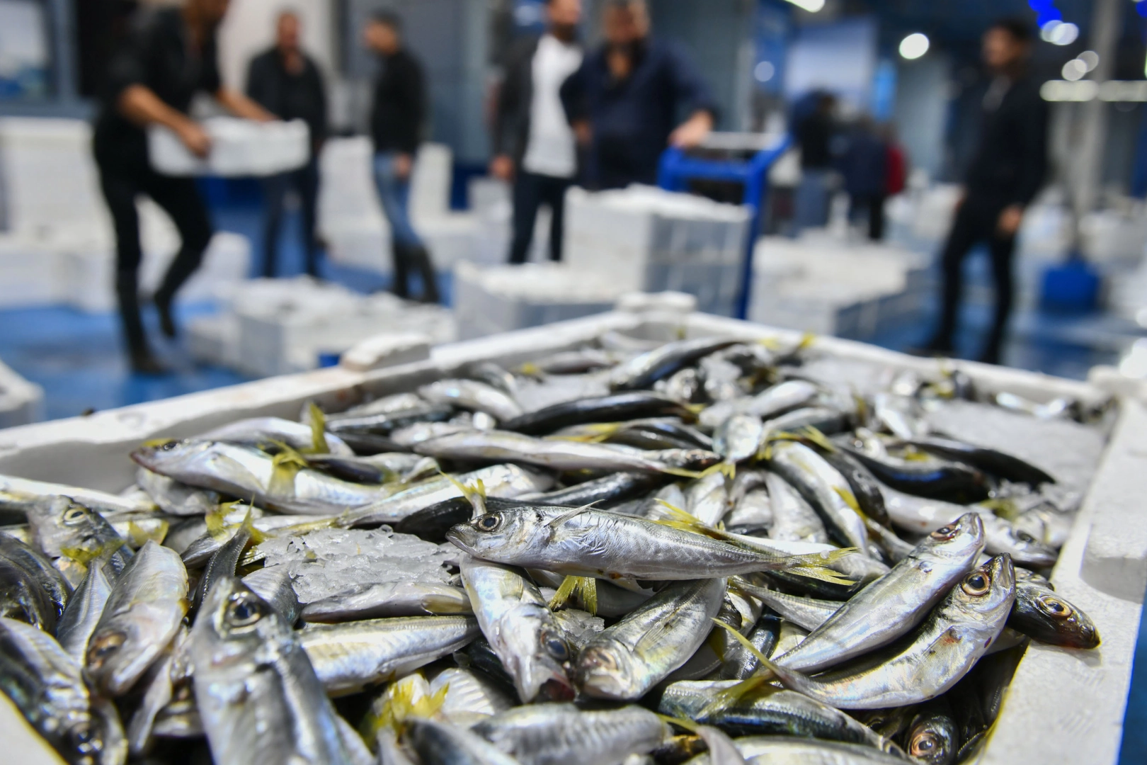 Ankara'da balık sezonu başladı, denetimler sıklaştı 
