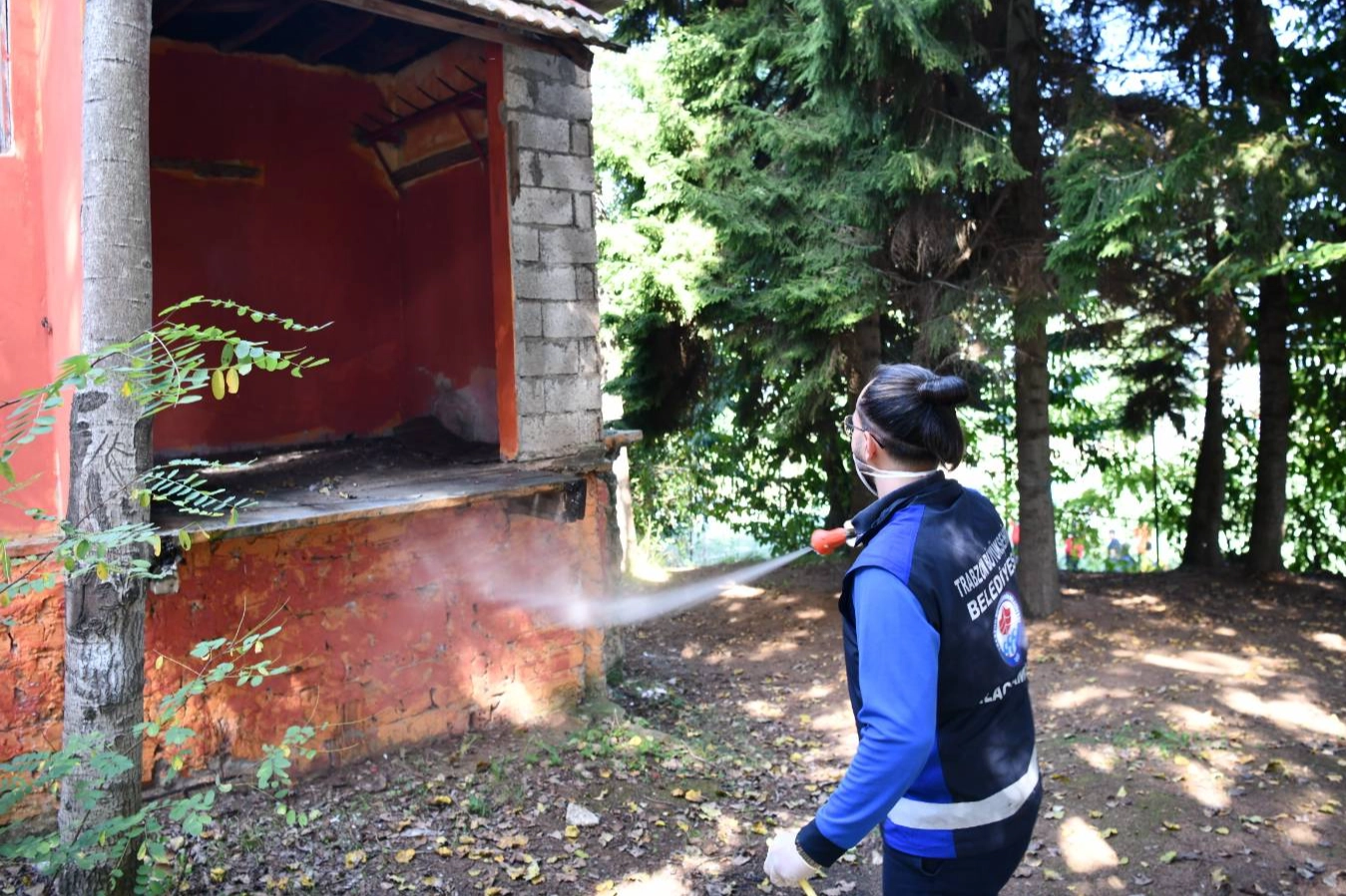 Trabzon’da tarım zararlısına karşı yoğun ilaçlama 