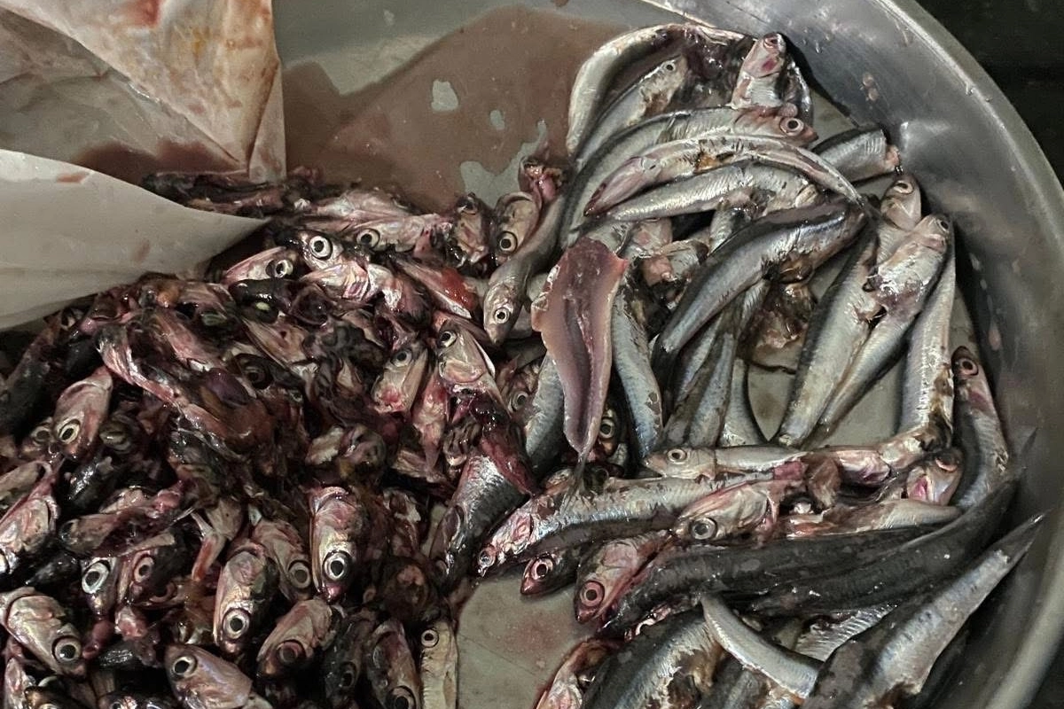 Akçakoca’da balık alan vatandaş poşetten çıkanlara şaşırdı! 