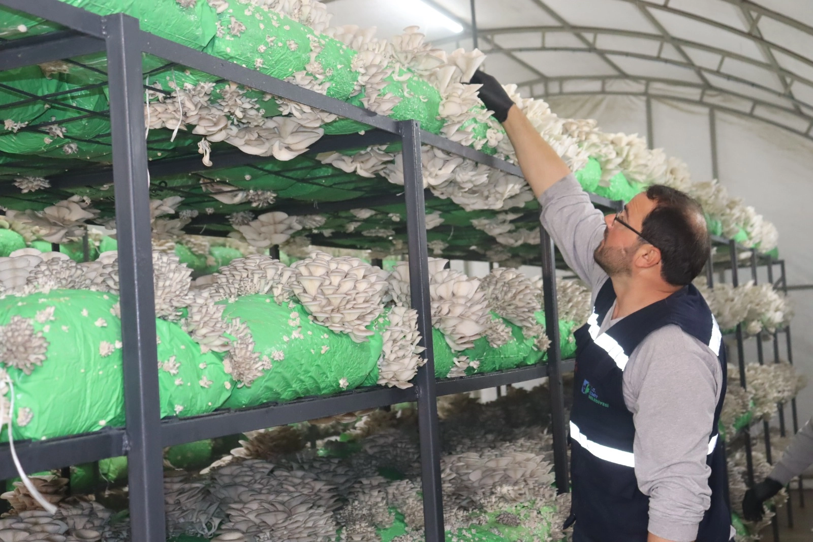 İzmit'ten 2,5 tonluk istiridye mantarı hasadı 