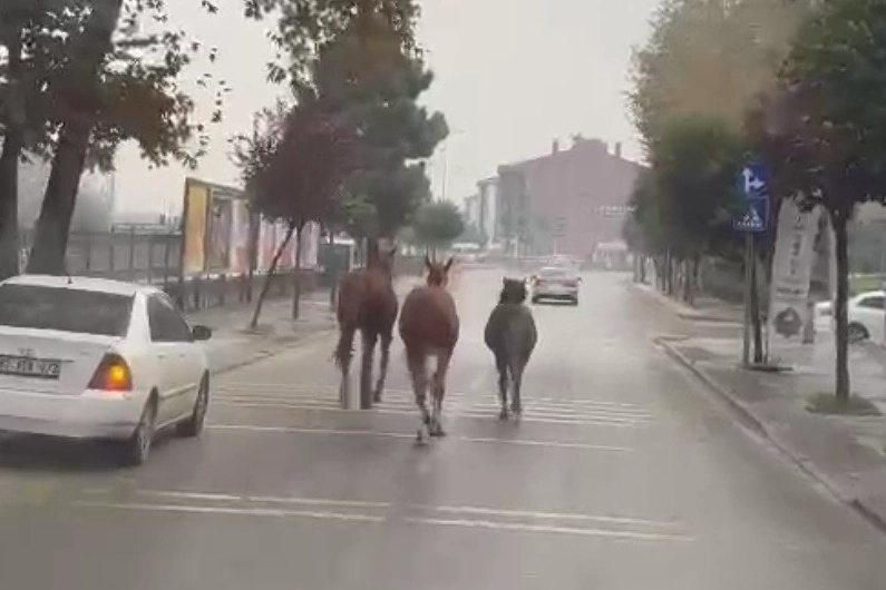 Düzce’de başıboş atlar trafiği birbirine kattı! 