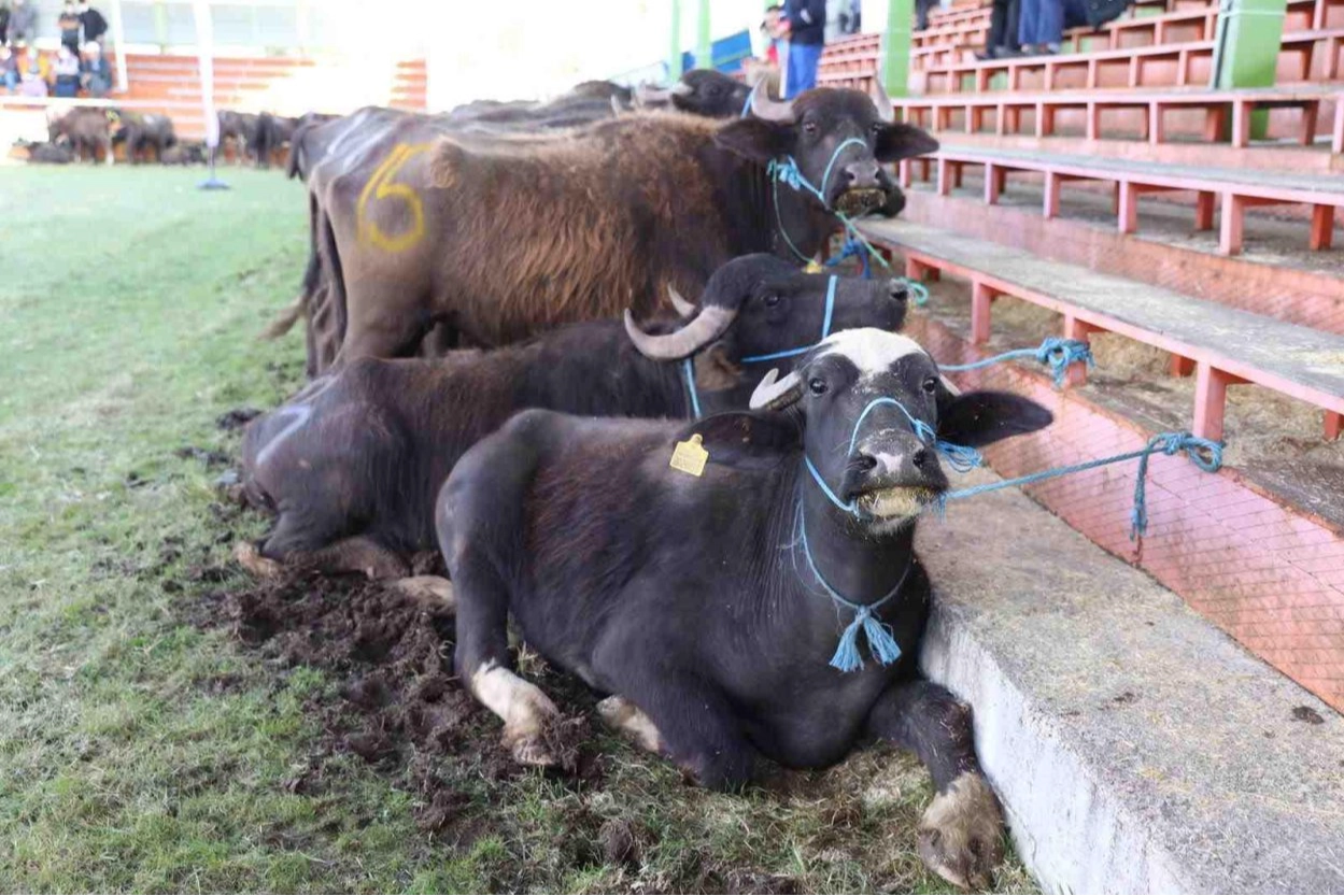 Yok oluyordu, şimdi hayat buluyor! 