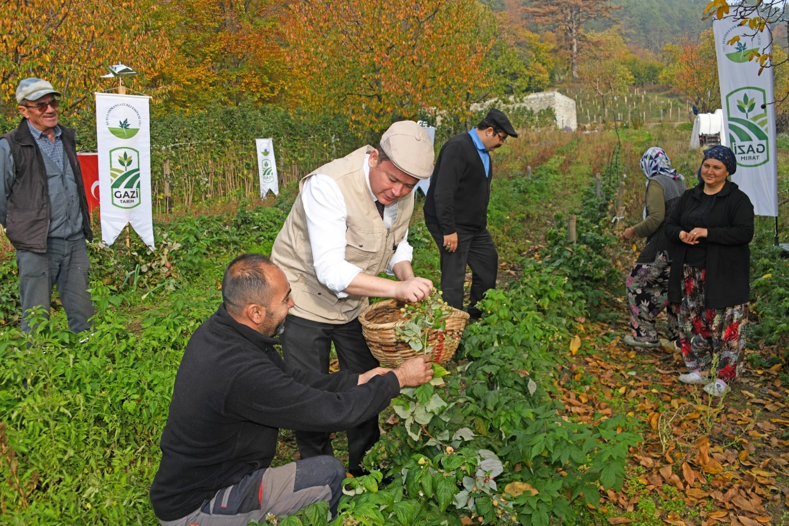 Bursa Osmangazi’de üzümsüz meyvelerde organik seferberlik... İlk hasat Başkan Aydın’dan 