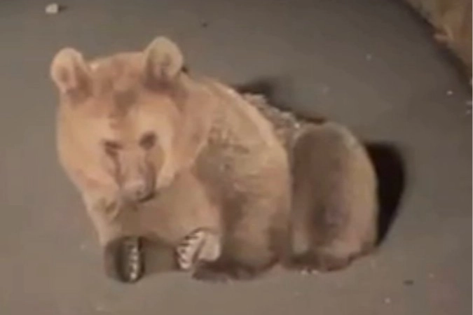 Yaralı bozayı Kars'ta tedavi altında 