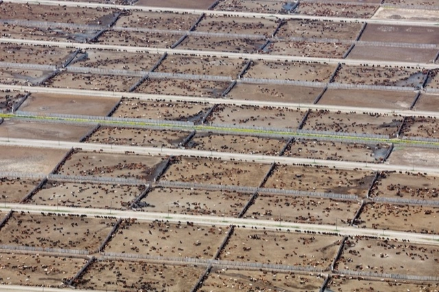 Endüstriyel hayvancılık küresel iklim hedeflerini tehdit ediyor 