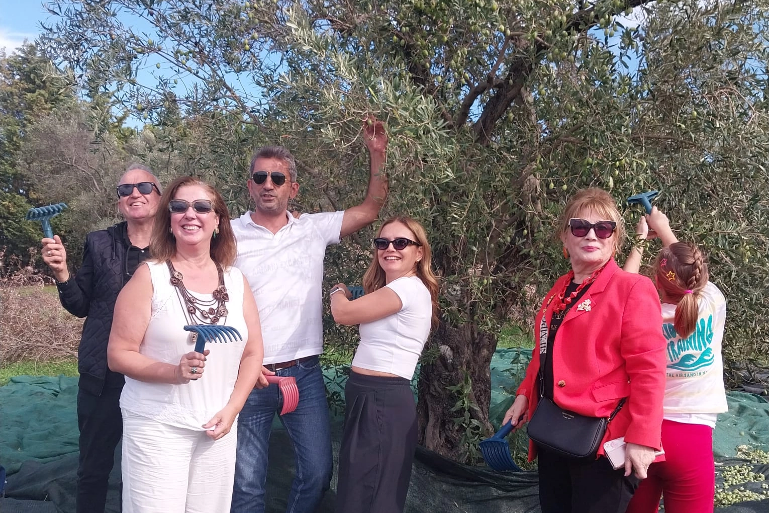 Urla'da zeytin hasadı etkinliği 