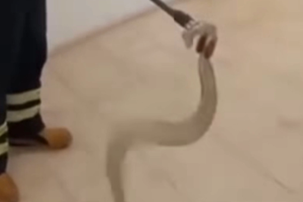 Adıyaman'da cami lavabosunda zehirli yılan paniği 