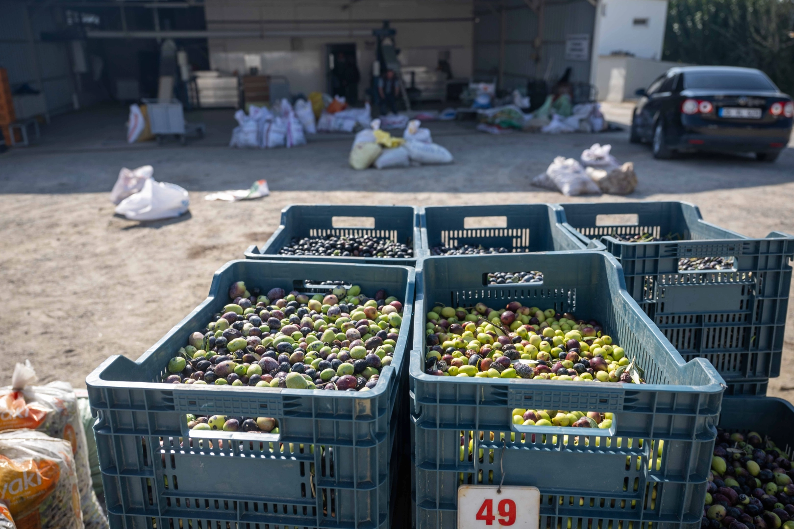 İzmir Bornova'da zeytin dalından sofraya ücretsiz ulaşım 