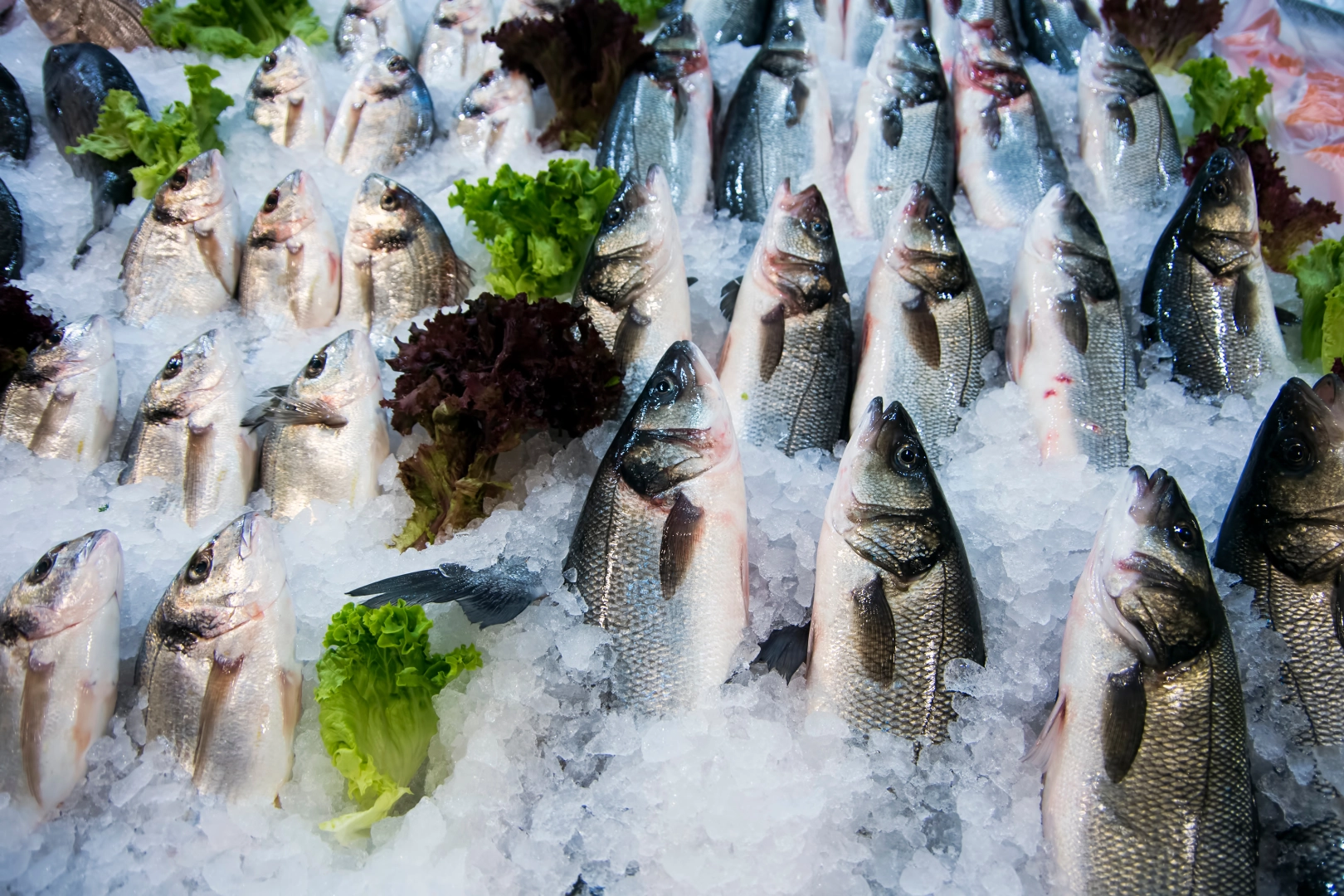 Su ürünleri ihracatının yüzde 47’si Ege'den yapıldı 