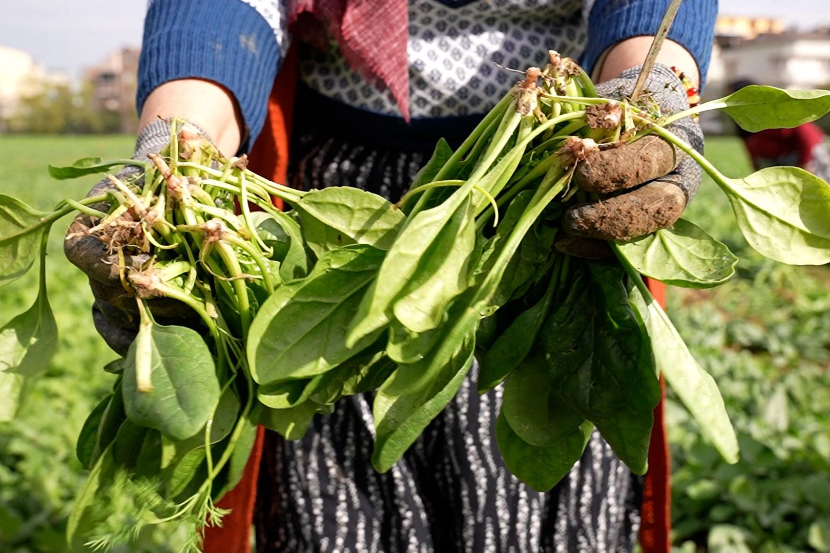 Bursa Osmangazi'de doğal tarım hamlesi! İlaçsız ıspanak hasadı yapıldı 