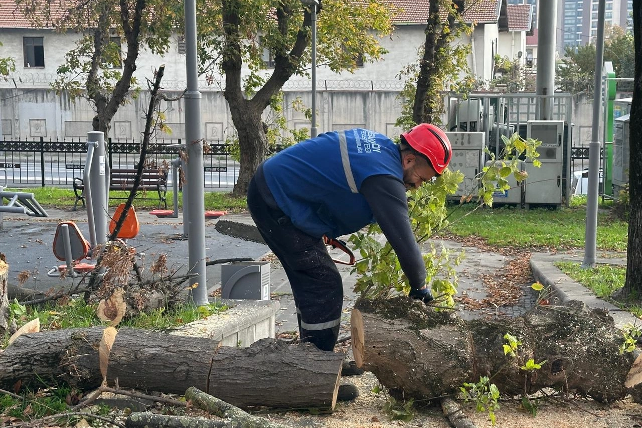 İstanbul Bakırköy'de teke böceğine karşı etkin mücadele 