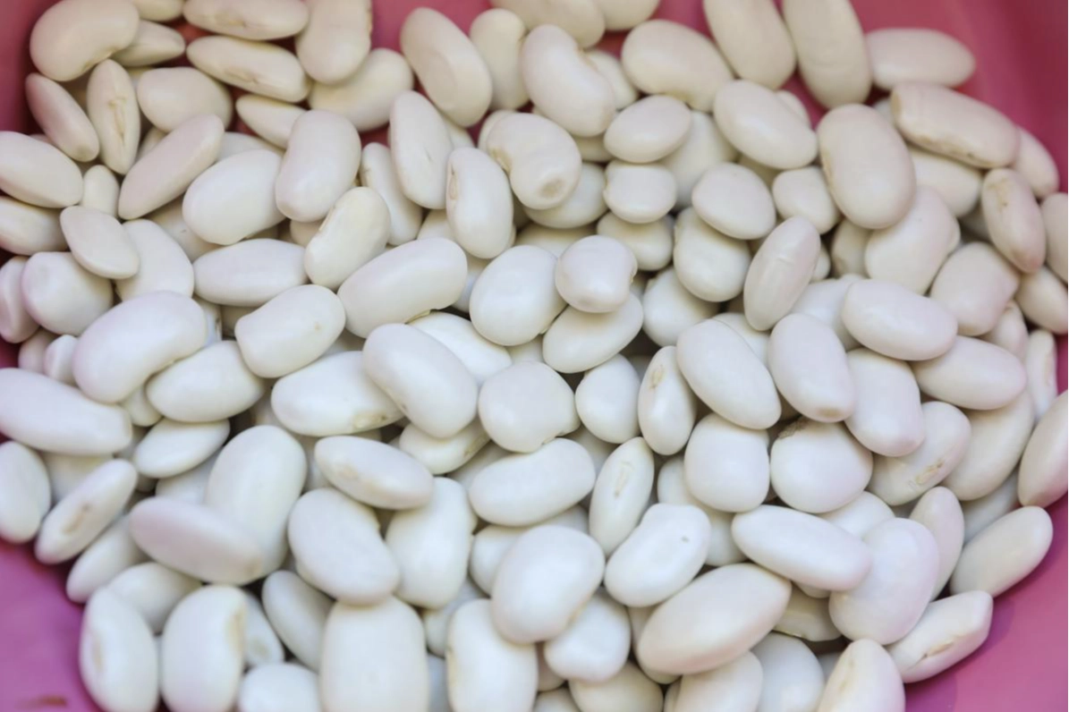 Mersin’de Leklek Fasulyesi yeniden hayat buluyor Mersin’de Leklek Fasulyesi yeniden hayat buluyor