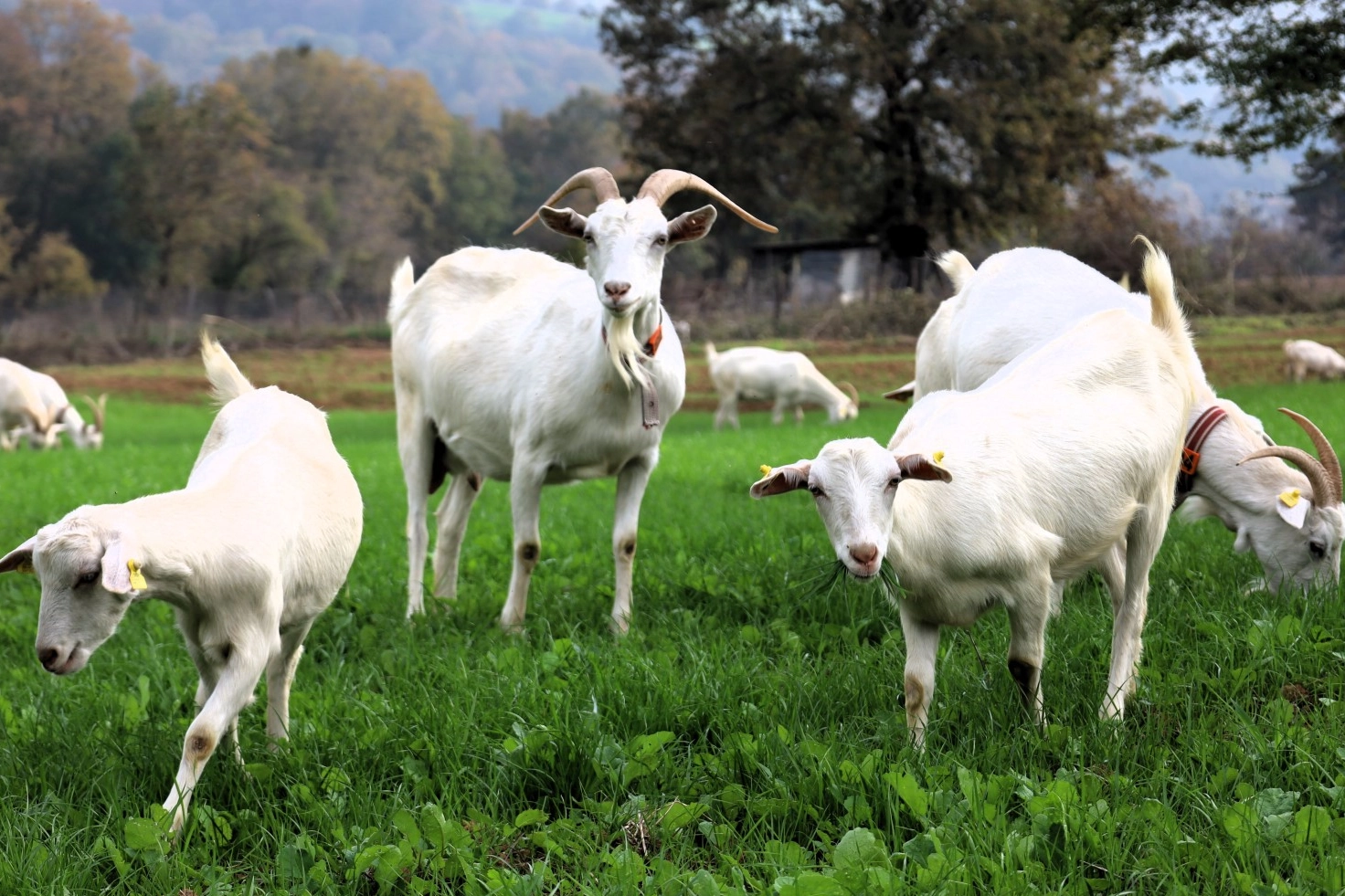 Kocaeli'de süt otu desteği meraları yeşertti