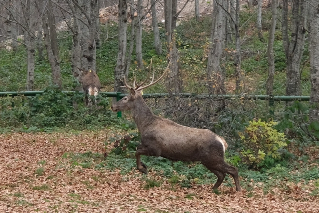 Kocaeli’de 8 kızıl geyik daha Kuzuyayla’ya salındı 
