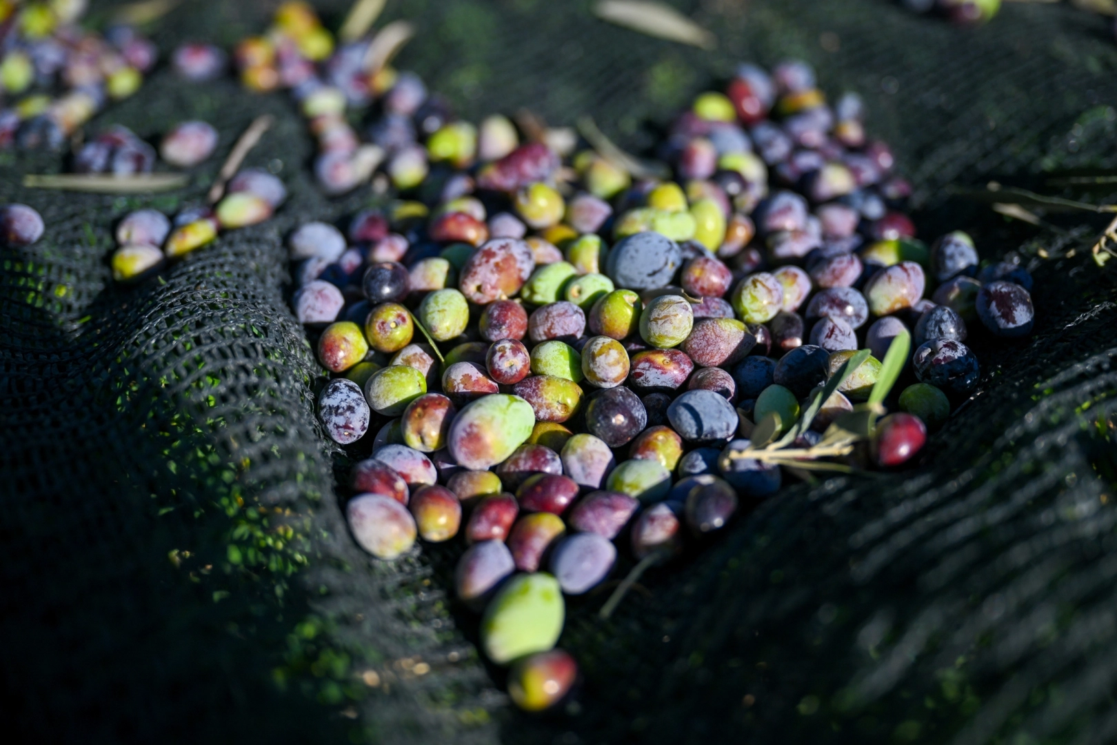 İzmir Bornova’da 1500 zeytin ağacında hasada başlandı 