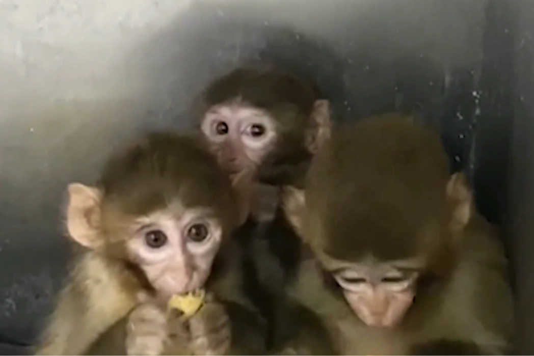 Bursa’da üç makak maymunu koruma altında