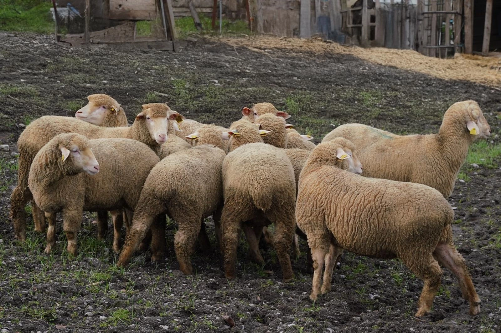 Balıkesir Büyükşehir’den çiftçiye destek 