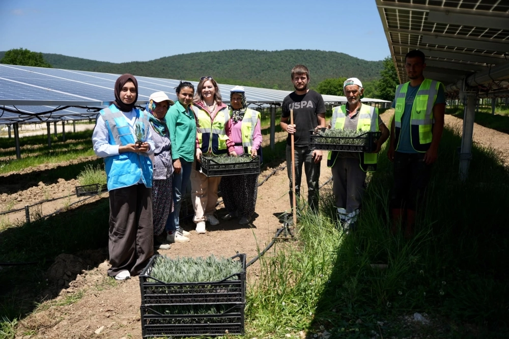 Samsun’da GES sahasında Agrivoltaik Tarım Uygulaması 