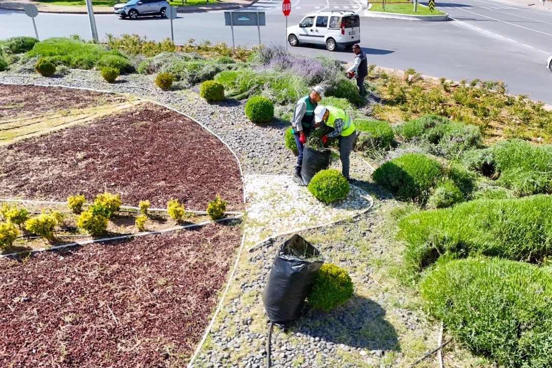 Kayseri Büyükşehir'de lavanta hasadı başladı