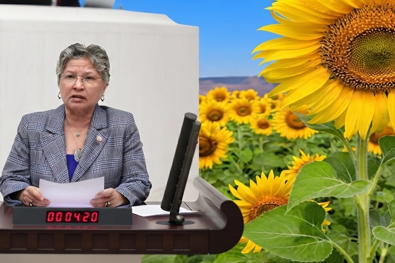 CHP'li Yontar: Ayçiçeğinde üretici tarlasını değil, zararını biçiyor 