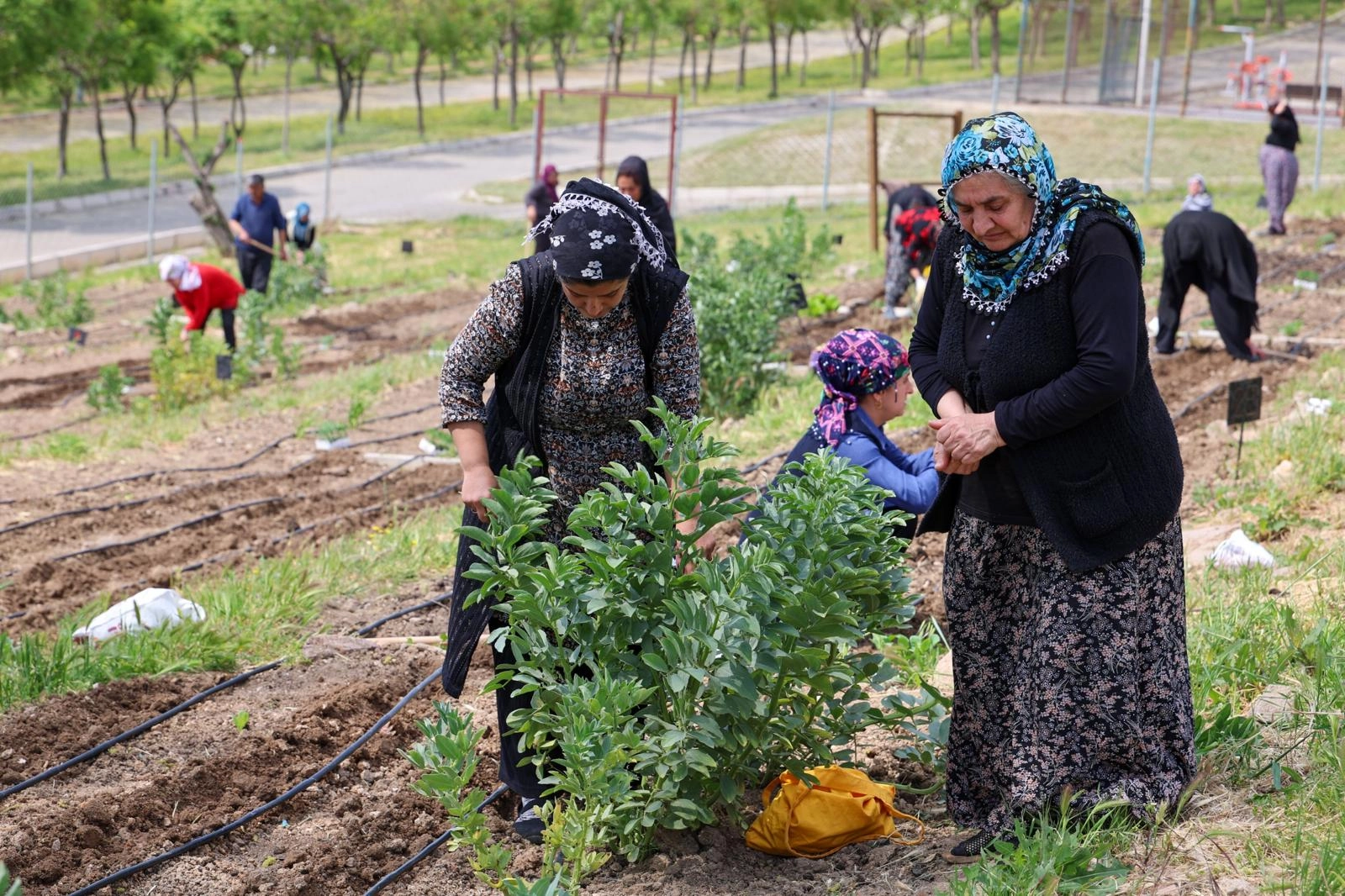 İzmir Mahalle Bostanları büyüyor 
