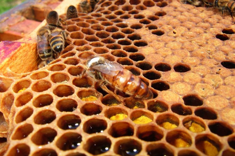 Arı ürünlerine ilişkin önemli düzenleme -