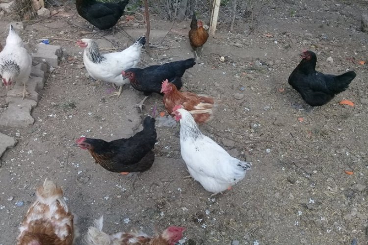Artan maliyetlerle gezen tavuk yeniden çoğaldı -