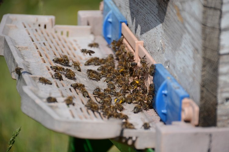 Bal arısı zehrinden çıkan bilimsel sonuç... Epilepsi ataklarına karşı etkili -