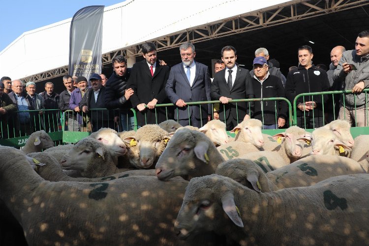 Balıkesirli üreticilere damızlık koç desteği -