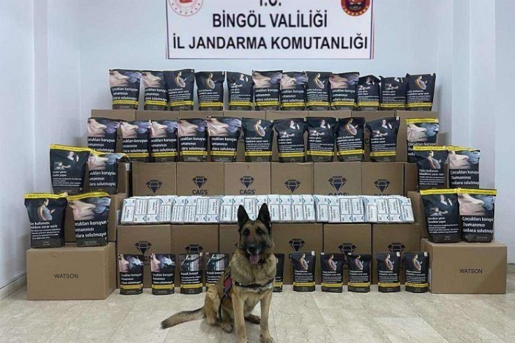 Bingöl’de kaçak tütüne 1 gözaltı -