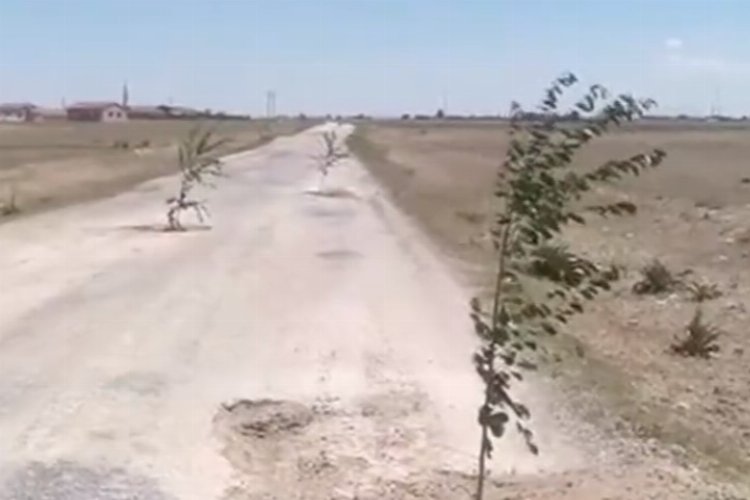 Böyle tepki görülmedi! Aksaray’da bozuk yola ağaç diktiler -