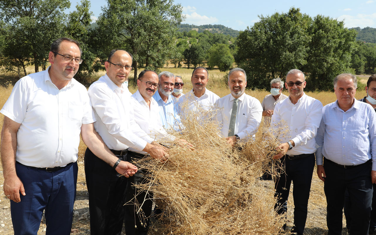 Bursa’da siyez buğdayı hasadı