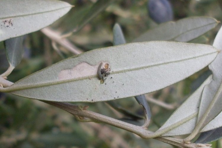 Bursa'da 'zeytin güvesi' ile ilaçlama mücadelesi başladı -