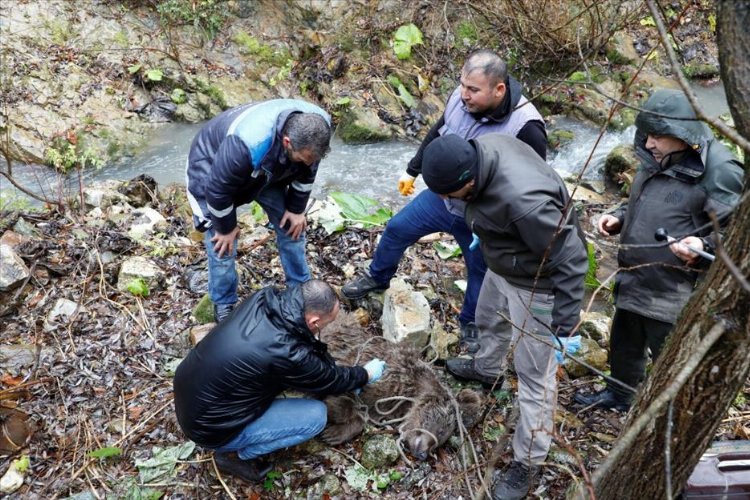 Bursa İnegöl'de dereye yuvarlanan ayı kurtarıldı