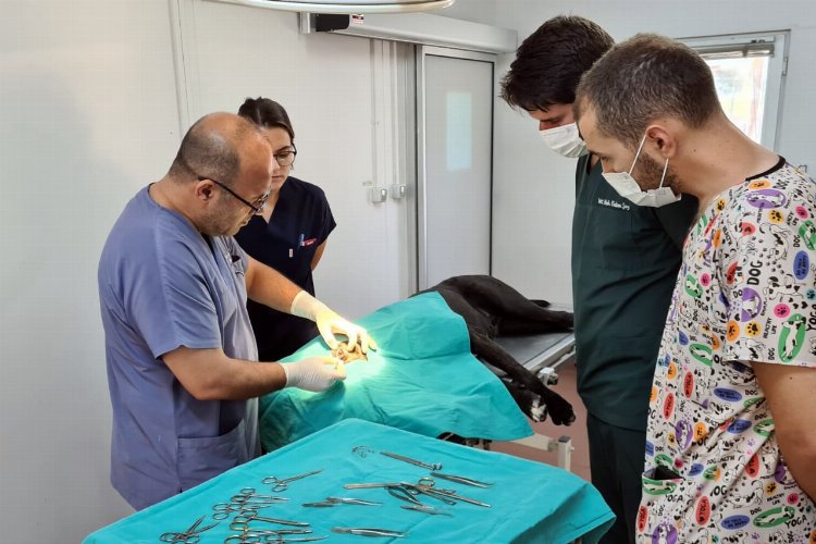 Bursa Osmangazi binlerce hayvana şifa oldu -