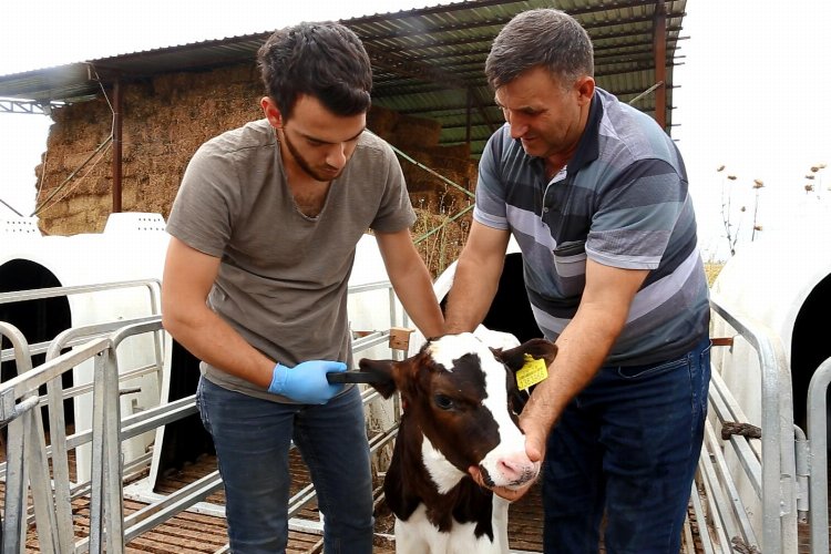 Bursa Yenişehir'de küpeleme çalışmasını SÜT-BİR yapacak -