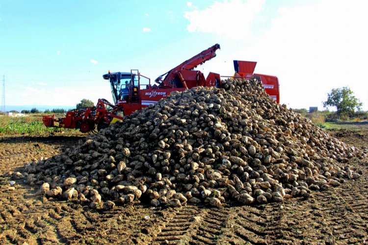 Bursa Yenişehirli çiftçi pancar ekimine yöneliyor -