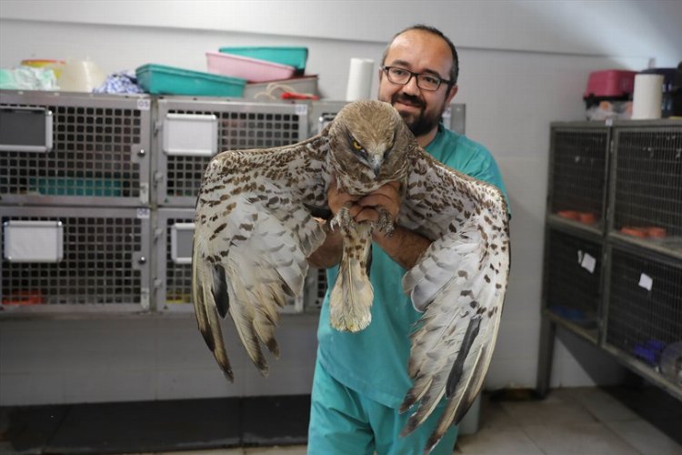 Büyükşehir yaban hayatına da sahip çıkıyor -