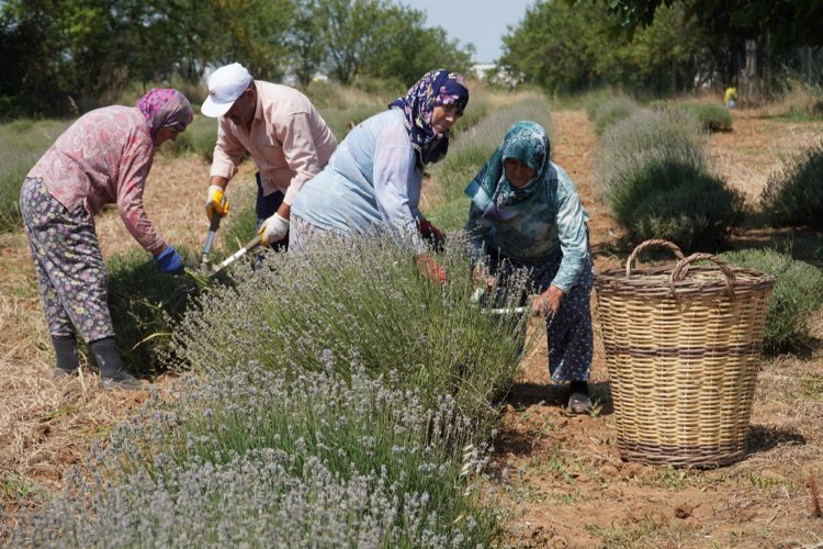 CHP'li Değirmendereli'nin hedefi lavanta ekimini yüzlerce dekara çıkarmak -