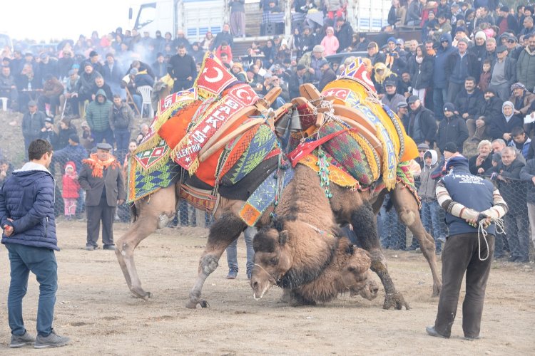 Develer Bergama'da güreşecek -