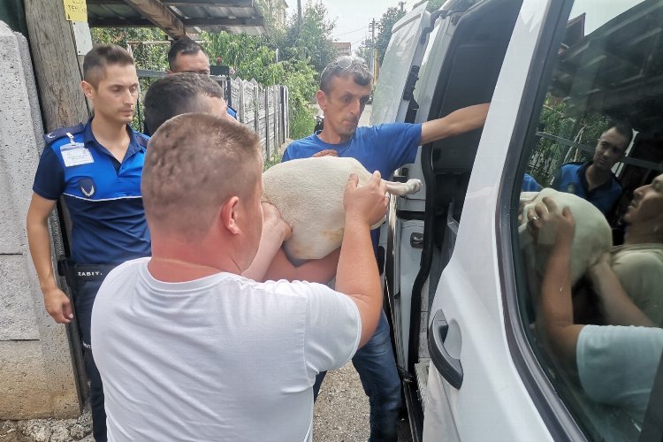 Düzce'de yasaklı ırk köpek yetiştirenlere operasyon -