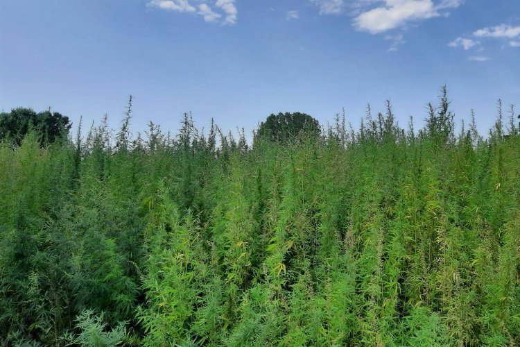 Edirne'de Jandarmadan kenevir operasyonu -