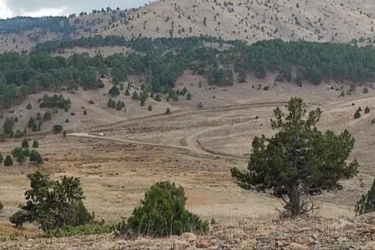 Eşeler Yaylası yok olma tehlikesi yaşıyor! -