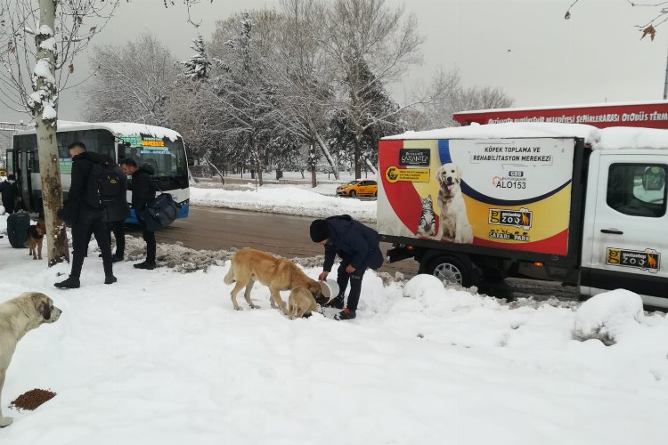 Gaziantep Büyükşehir soğuk kış günlerinde sokak hayvanları unutmadı -