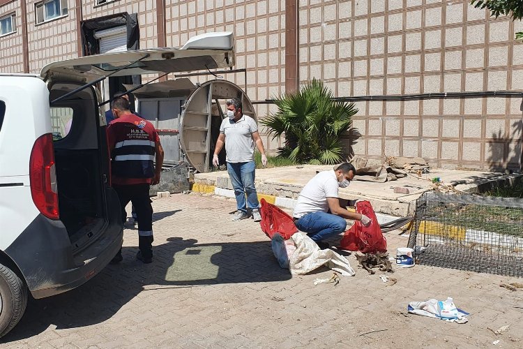 Hatay'da katledilen köpeklerle ilgili Büyükşehir'den suç duyurusu -