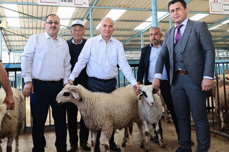 Hayvan üreticilerine damızlık koç ve teke hibe -