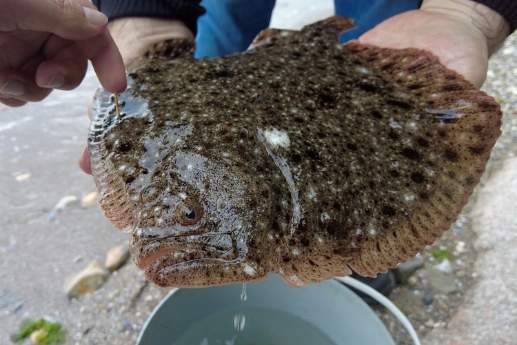 İki yıl önce 150 gram olarak salınmıştı... 1 kilo olarak ağlara takıldı! -