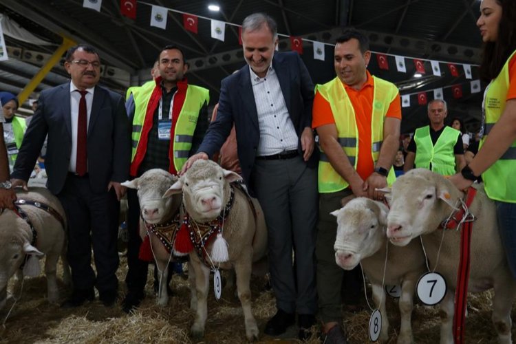 İnegöl'de Koç ve Süs Tavukları podyumda -