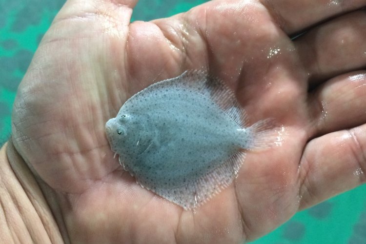İzmit Körfezi için yeni kalkan yavruları üretildi -